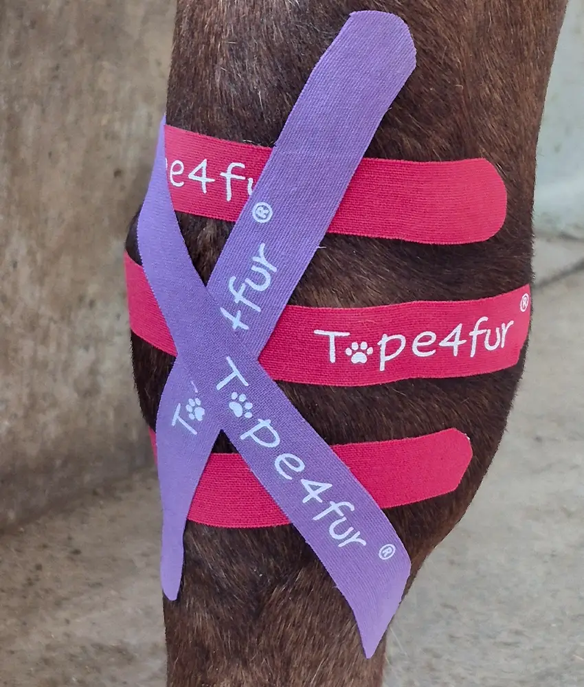Sabrina-Wenzel-Masterson-Method-Pferdetherapie-Pferdephysiotherapie-Physiotherapie-fuer-Pferde-Rosenheim-Muenchen-Oberbayern-Taping-Pferd