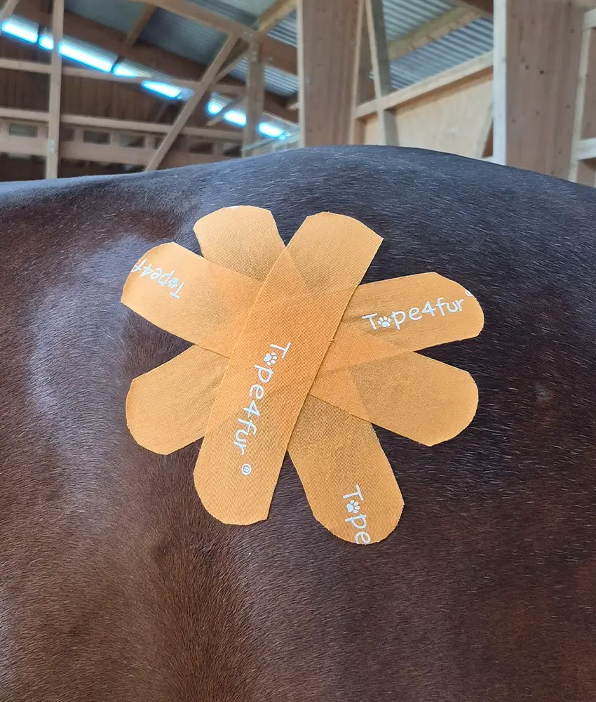 Sabrina-Wenzel-Masterson-Method-Pferdetherapie-Pferdephysiotherapie-Physiotherapie-fuer-Pferde-Rosenheim-Muenchen-Oberbayern-Taping-Pferd
