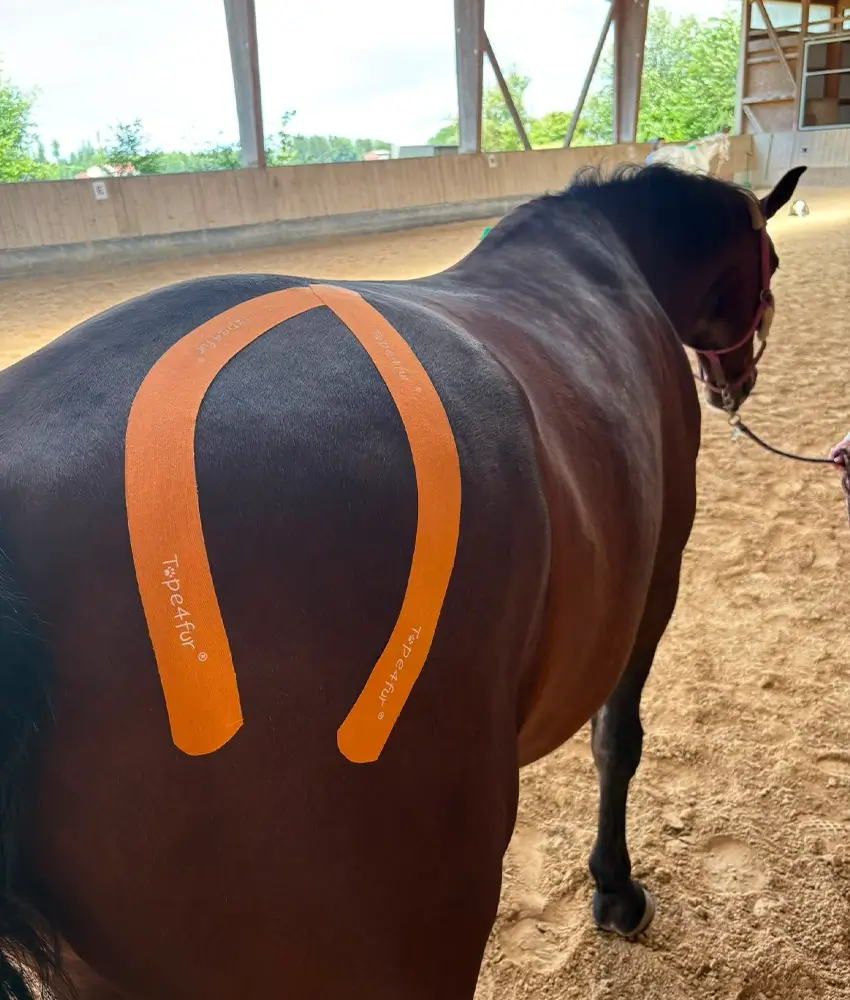 Sabrina-Wenzel-Masterson-Method-Pferdetherapie-Pferdephysiotherapie-Physiotherapie-fuer-Pferde-Rosenheim-Muenchen-Oberbayern-Taping-Pferd